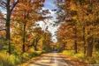 Path in autumn with trees