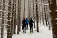 Group snowshoeing through snow covered trees