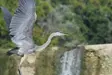 Heron flying